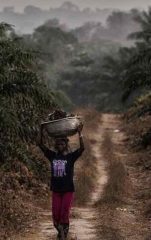  Socfin/Bolloré : une enquête internationale confirme les accusations des communautés dans les plantations en Afrique et en Asie